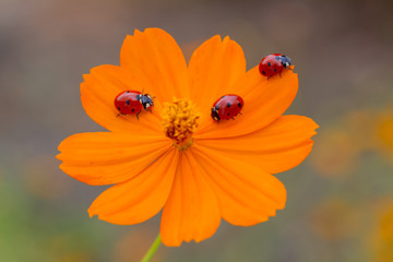 Ladybug on flower