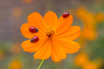 red ladybug on orange flower