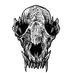 Wolf skull design art