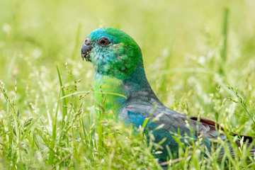 Red-rumped Parrot in Australia