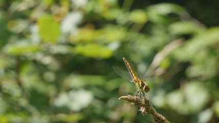 Dragonfly on the spikelet raises the body.