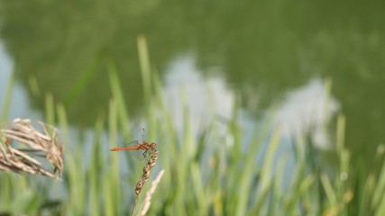 Dragonfly sits on a spikelet on the background of the river.
