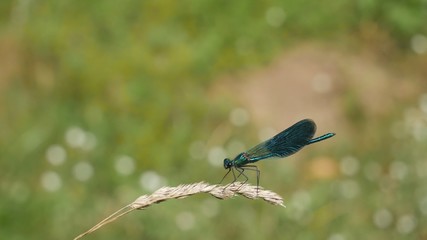  River dragonfly sits on a spikelet.