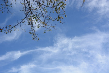 Background material. September Sky / Hot summer is over and it is autumn, the sky is deep blue and the trees are in autumn.