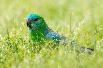 Red-rumped Parrot in Australia