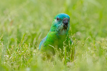Red-rumped Parrot in Australia