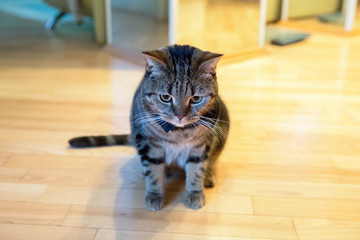  A British breed cat sits on a parquet floor.