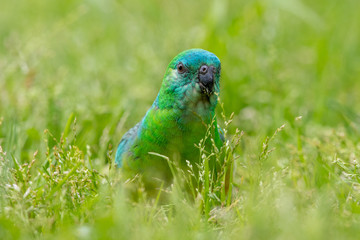 Red-rumped Parrot in Australia