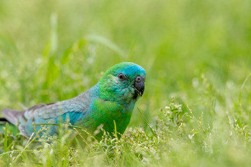 Red-rumped Parrot in Australia