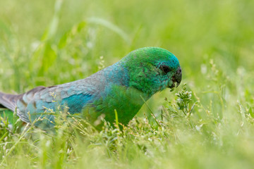 Red-rumped Parrot in Australia