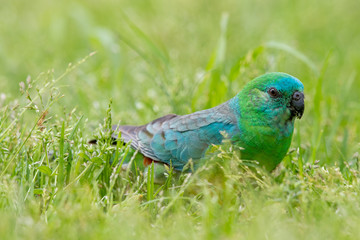 Red-rumped Parrot in Australia
