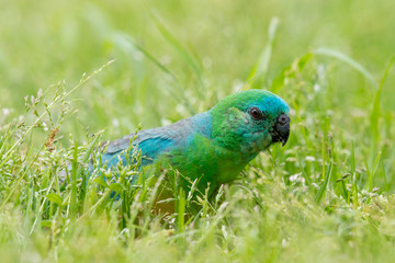 Red-rumped Parrot in Australia