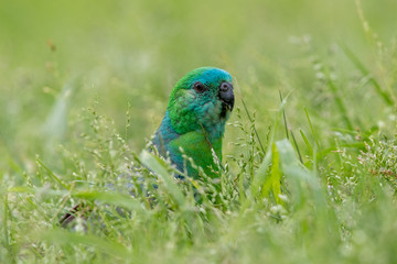 Red-rumped Parrot in Australia