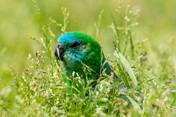 Red-rumped Parrot in Australia