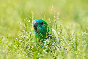 Red-rumped Parrot in Australia