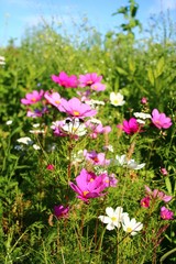 Bunte blühende Sommerwiese mit Wildblumen