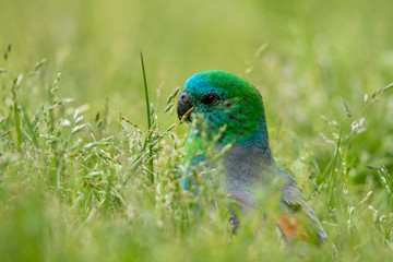 Red-rumped Parrot in Australia