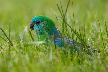 Red-rumped Parrot in Australia