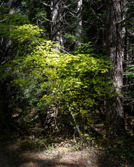 Leafy Tree In Deep Evergreen Forest