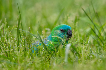 Red-rumped Parrot in Australia