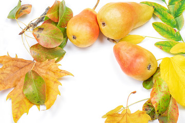 Autumn coloful leaves with pears on the white background.