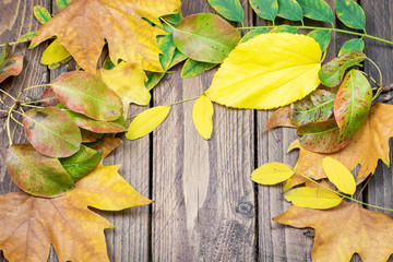 Naklejka na ściany i meble autumn coloful leaves on wooden natural background