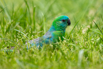 Red-rumped Parrot in Australia