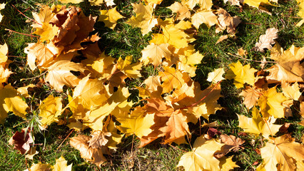 Fallen autumn leaves, close-up.