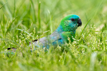 Red-rumped Parrot in Australia