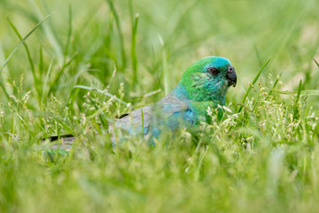 Red-rumped Parrot in Australia