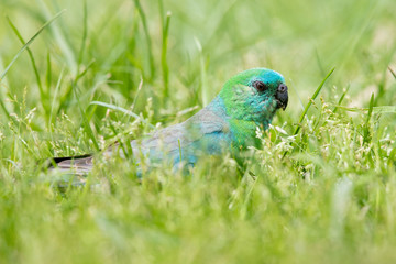 Red-rumped Parrot in Australia