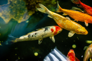 Obraz na płótnie Canvas Colourful charming Koi Carp Fishes moving in pond with shadow and light reflection, Carp fishes swims under water surface