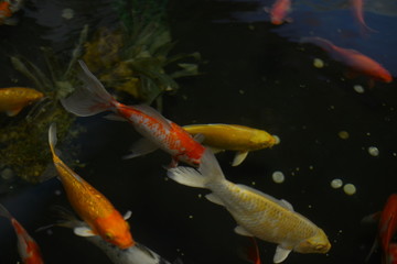 Colourful charming Koi Carp Fishes moving in pond with shadow and light reflection, Carp fishes swims under water surface