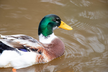 Mallard Duck in Australia