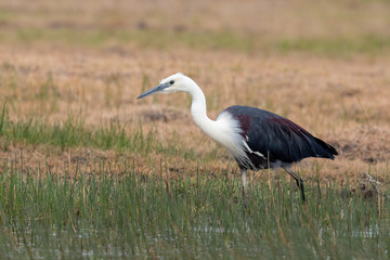 White-necked Heron in Australia