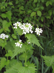 Alliaria petiolata