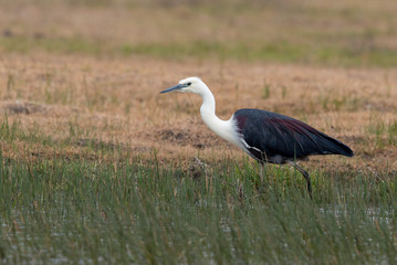 Obraz premium White-necked Heron in Australia
