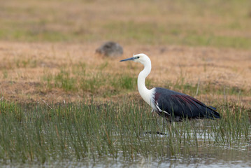 White-necked Heron in Australia