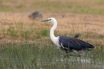 White-necked Heron in Australia