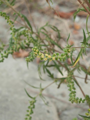 Ambrosia artemisiifolia