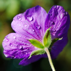 Closeup of the back of a blue / purple hardy geranium rozanne flower covered in raindrops