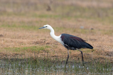 White-necked Heron in Australia