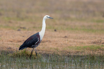 Obraz na płótnie Canvas White-necked Heron in Australia