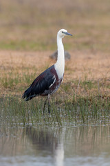 White-necked Heron in Australia
