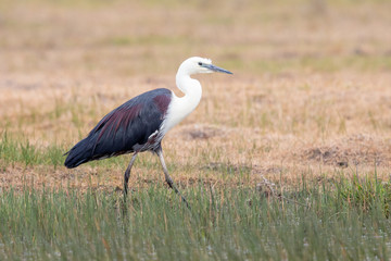 White-necked Heron in Australia