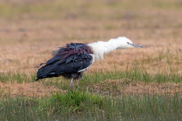 White-necked Heron in Australia