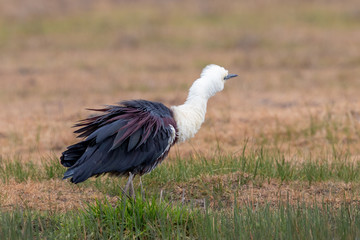 White-necked Heron in Australia