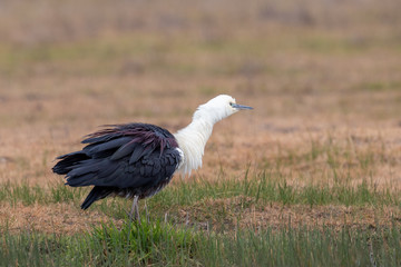 White-necked Heron in Australia