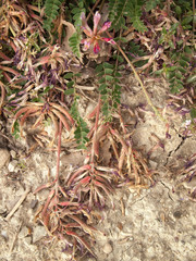 Astragalus monspessulanus