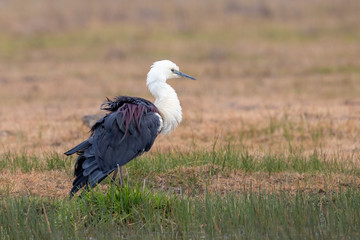 White-necked Heron in Australia